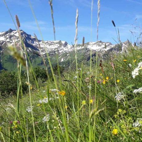 Berge und Blumenwiesen